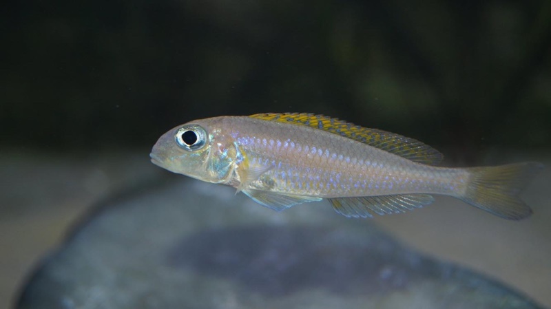 Xenotilapia flavipinnis 'Kagunga'